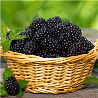 Fresh Picked Blackberry* FO 505