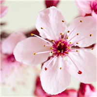 Japanese Cherry Blossom* FO 695