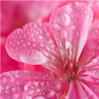 Geranium Water Essential Hydrosol