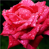 Rose Water Essential Hydrosol