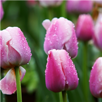 Sweet Rain Fragrance Oil 561