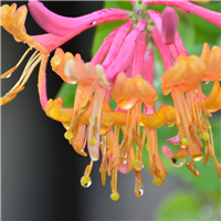 Honeysuckle & Nectar Fragrance Oil 729