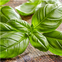 Basil Fragrance Oil 236