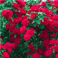 Wild Rose Fragrance Oil 771