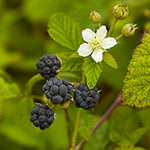 Blissful Blackberry* Fragrance Oil 15034