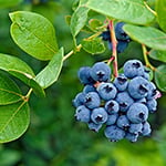 Blueberry Burst (KY) Fragrance Oil 15035