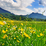 Breezy Meadows Fragrance Oil 15115