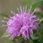 Calabrian Bergamot & Violet Fragrance Oil 15139