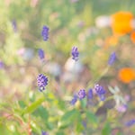 Clementine Lavender Fragrance Oil 15239