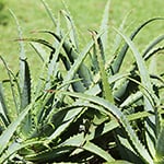 Clover Fields & Aloe* (FES) Fragrance Oil 15246
