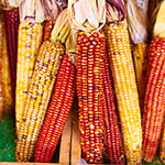 Corn Husk Fragrance Oil 15352