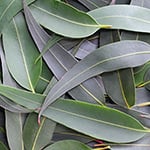 Eucalyptus Fragrance Oil 15453