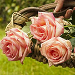 Fresh Cut Roses* (KY) Fragrance Oil 15538