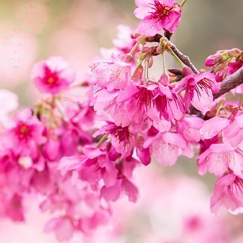 Hanami Fragrance Oil 15627