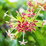 Honeysuckle & White Patchouli* Fragrance Oil 16462