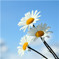 Hello Daisy Fragrance Oil (Special Order)