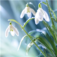 Snowdrops Fragrance Oil (Special Order)