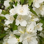 Jasmine (White) Fragrance Oil 17123