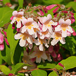 Jasmine (FES) Fragrance Oil 15694