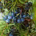 Juniper Breeze* Fragrance Oil 15696