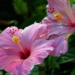 Pink Hibiscus Fragrance Oil 15981