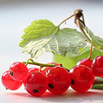 Red Currant Fragrance Oil 16038