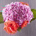 Rose Geranium Fragrance Oil 15897