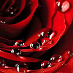 Rose Petals (KY) Fragrance Oil 16060