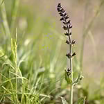 Sage & Sweetgrass (KY) Fragrance Oil 16071