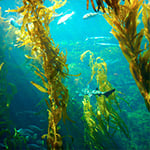 Sea Kelp Fragrance Oil 14937