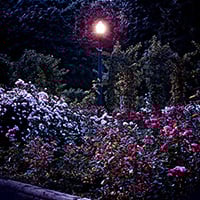 Silent Night Fragrance Oil 16116