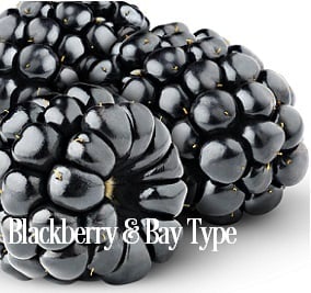 Blackberry and Bay* Fragrance Oil 19833