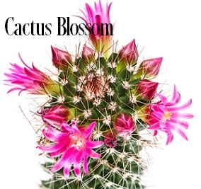 Cactus Blossoms* Fragrance Oil 19874