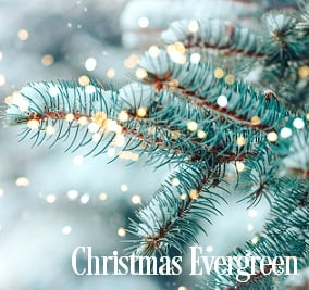 Christmas Evergreen Fragrance Oil 19911