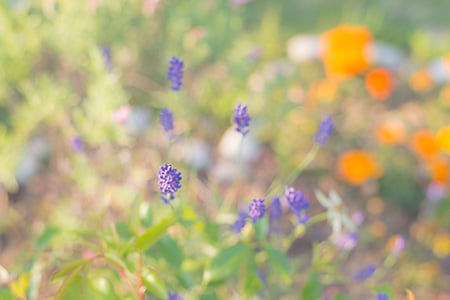 Clementine Lavender Fragrance Oil 15239