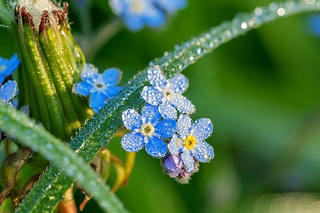 Forget Me Not Fragrance Oil 15522