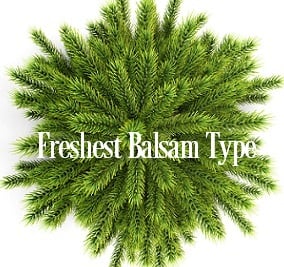 Freshest Balsam* Fragrance Oil 20021