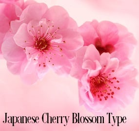 Japanese Cherry Blossoms* Fragrance Oil 20084