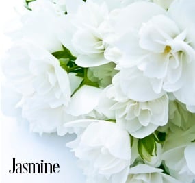 Jasmine (FES) Fragrance Oil 15694