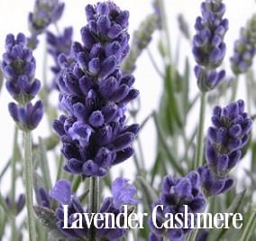 Lavender Cashmere Fragrance Oil 20105