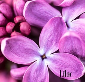 Lilac Fragrance Oil 20126
