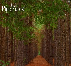 Pine Forest Fragrance Oil 20197