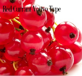 Red Currant* Fragrance Oil 20257