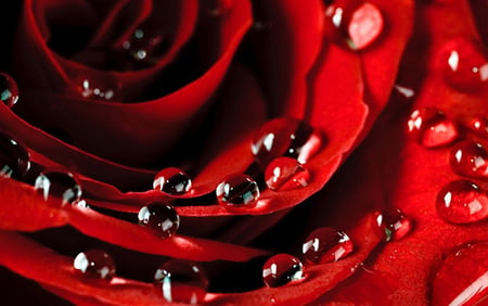 Rose Petals (KY) Fragrance Oil 16060