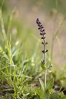 Sage & Sweetgrass (KY) Fragrance Oil 16071