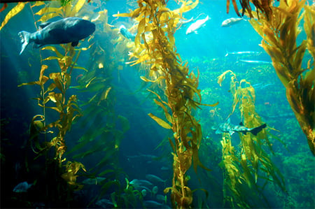 Sea Kelp Fragrance Oil 14937