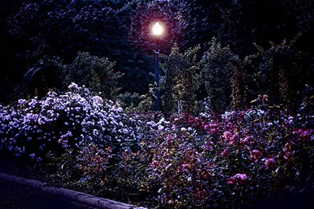 Silent Night Fragrance Oil 16116
