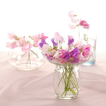 Sweet Pea* Fragrance Oil 16962