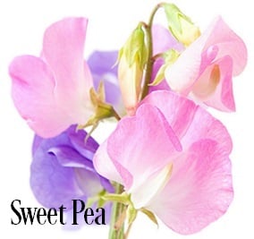 Sweet Pea* Fragrance Oil 20335