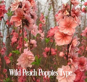 Wild Peach Poppies* Fragrance Oil 20393